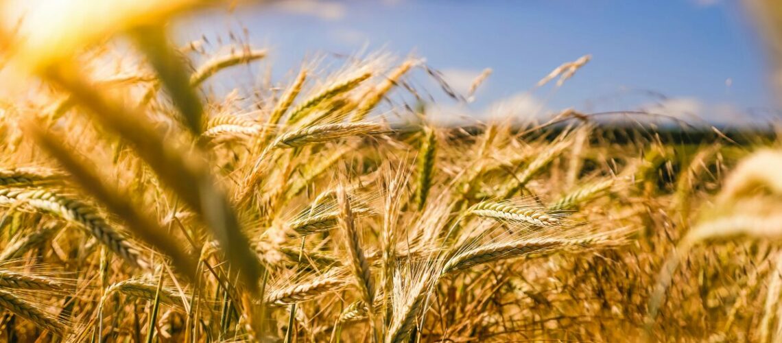 a farmers field of wheat